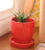 Red Cermaic Glazed Table Top Planter by Gaia Rs.129